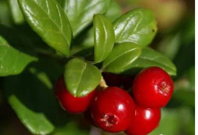 【烘焙小知识】蔓越莓的全球三大产地你知道吗？